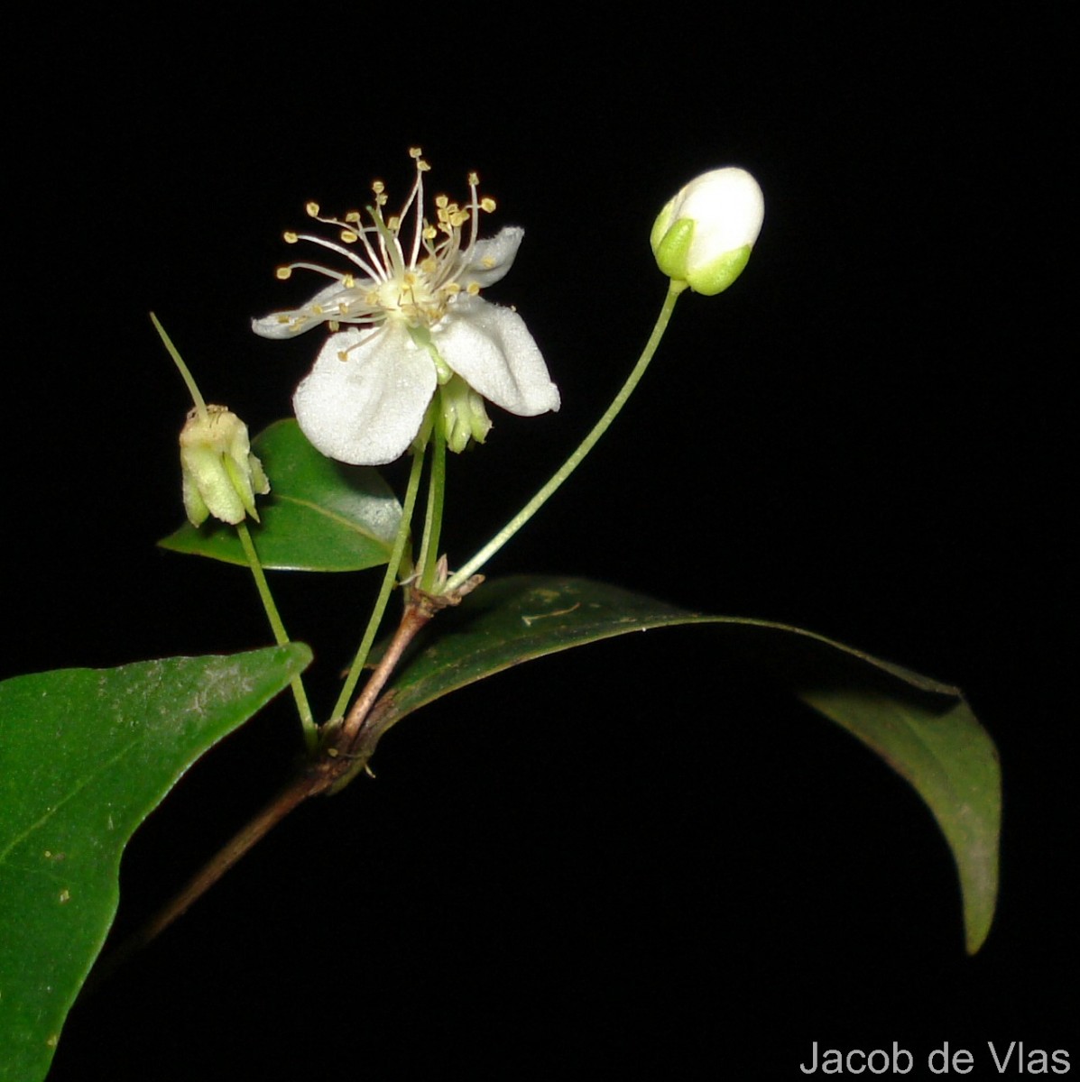 Eugenia roxburghii DC.